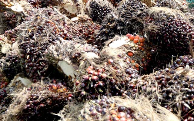 Gets Better, FFB in Riau on 3 - 9 August 2022