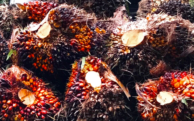 Gets Better Rp 169,61/Kg, FFB Price in Jambi on 5 - 11 August 2022