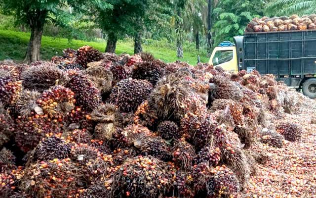 Malaysia Optimist to get Agricultural Exports up to RM 300 Billion