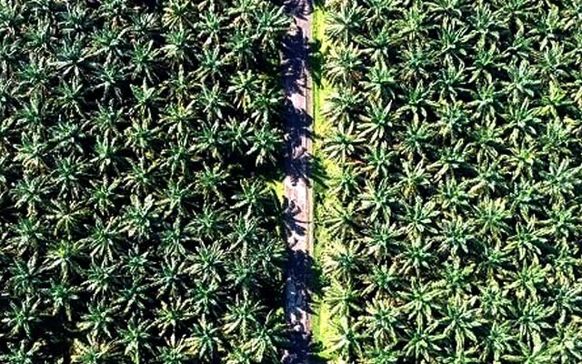 Profits of DSNG in Semester I 2022 Escalated 119%