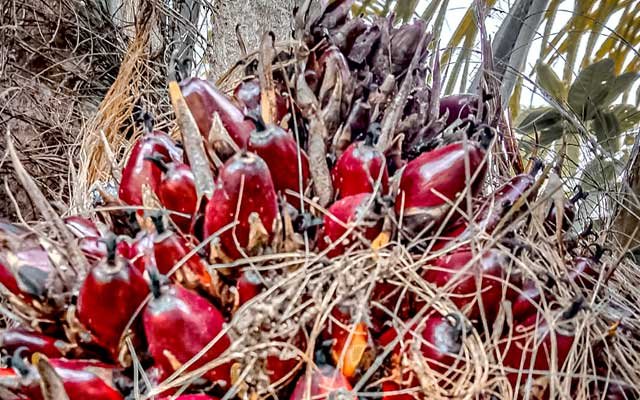 Slightly Gets Better, FFB in Muba in the first Period - August 2022