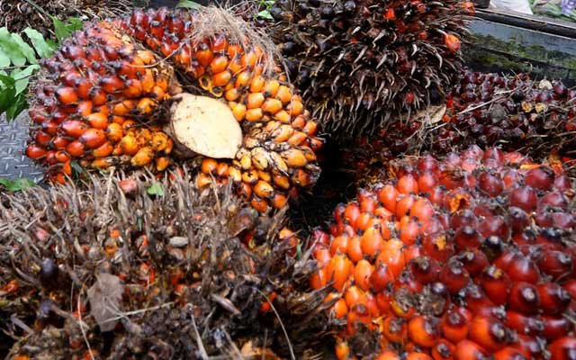 Slightly Increases, FFB Price in West Sumatera in the Fourth Week of August