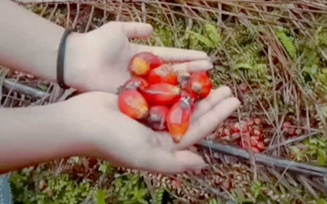 The Advantages and Importance of Cultivating Indonesian Palm Oil