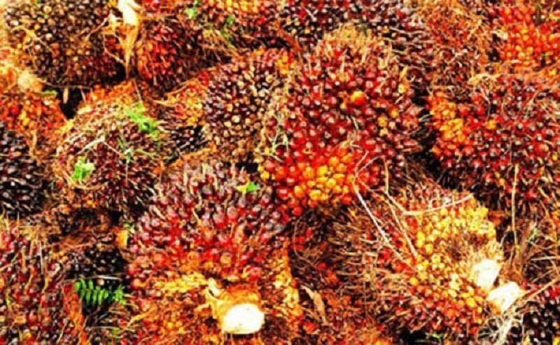 95% of Sinar Mas’ Palm Oil Sources Are Traceable