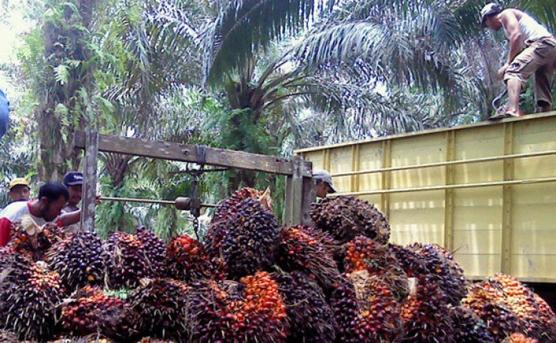 FFB in West Kalimantan in the First Period - December 2021 Is Rp 3.345,10/Kg