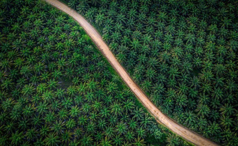 PP GAMARI: Forest Release License of PT Agro Abadi?