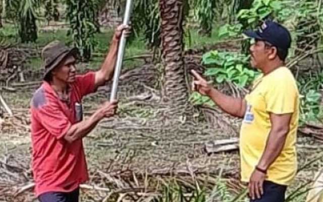 Facing the Cheap FFB while The Fertilizers are Expensive, Here The Trick of Smallholders