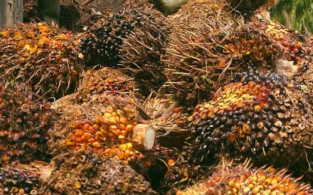 Gets Cheaper Rp 174,29/Kg, FFB in Jambi on 15 - 21 July 2022