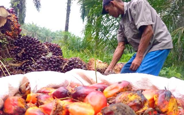 Gets Cheaper Rp 398,19/Kg, FFB in Jambi on 1 - 7 July 2022