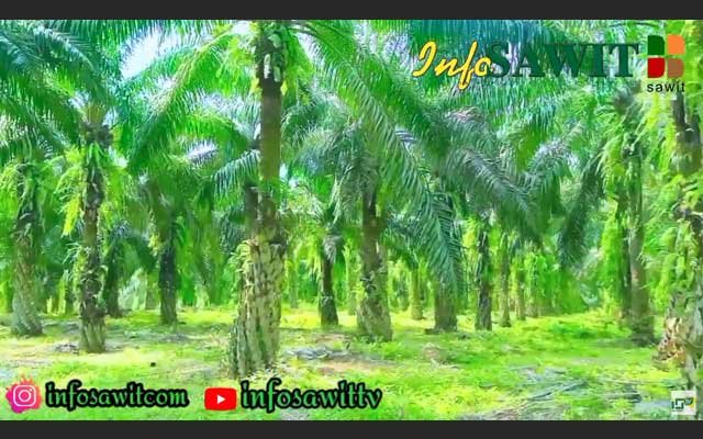 Seeing Indonesia from Palm Oil #5