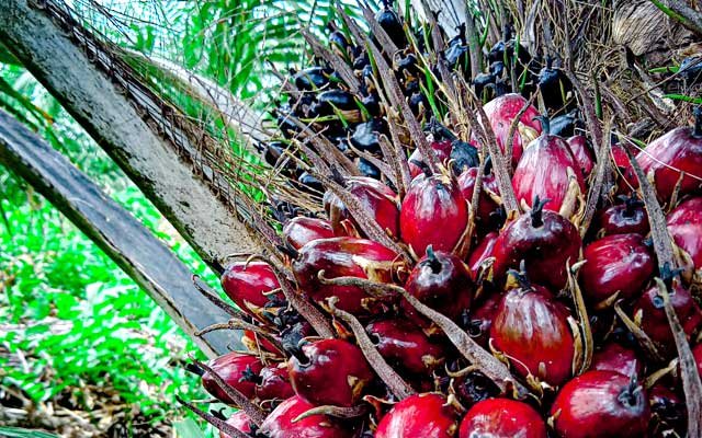 The Most Expensive is Rp 2.041,01/Kg, FFB in West Sumatera in the IV Period - July 2022