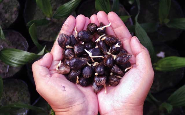 To implement SRP, General Directorate of Plantation Would Get Palm Oil Seed DNA Test
