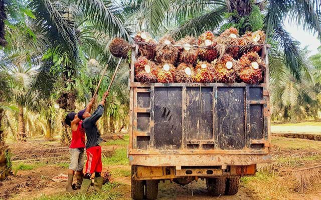 Boost Smallholders’ Welfare by SRP