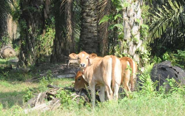 Cow Integrated Program : To Block The Negative Impact Assumption in Palm Oil