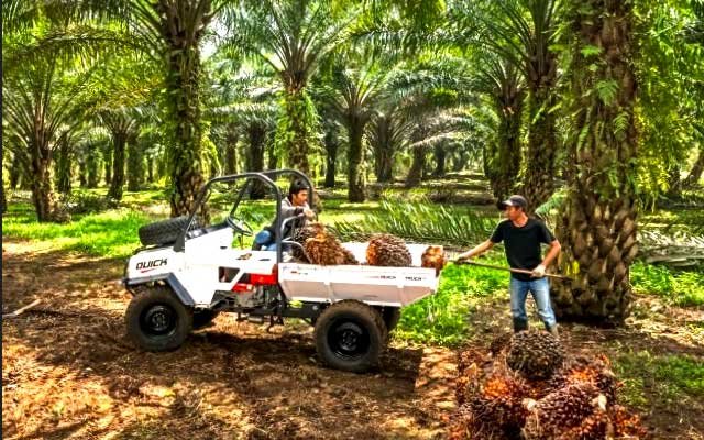 Decreased Rp 311,72/Kg,  FFB in South Sumatera in the Second Period - June 2022