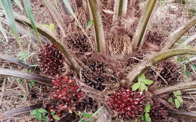 FFB is Getting Cheaper, When the First Harvest from the First SRP