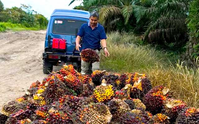 Gets Better Rp 35,39/Kg, Here FFB in Jambi on 17 - 23 June 2022