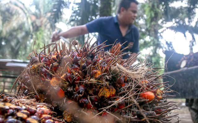 Gets Cheaper Rp 192,48/Kg, FFB in North Sumatera on 8 - 14 June 2022