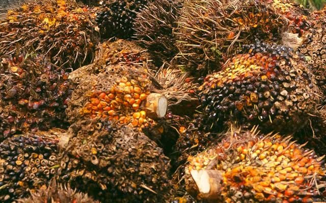 Gets Cheaper Rp 345,43/Kg, FFB in West Sumatera on 22 - 30 June 2020