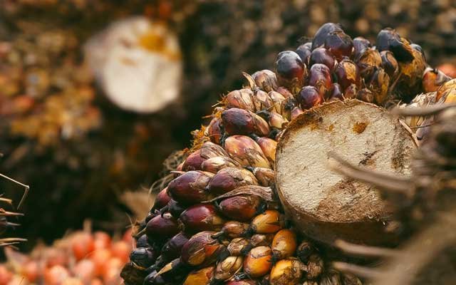 Gets Cheaper Rp 360,2/Kg, FFB in Jambi on 24 - 30 June 2022