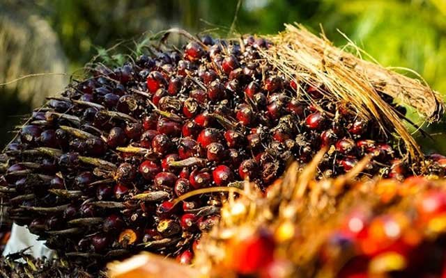 Gets Increase, FFB Price of Independent Smallholders in Babel