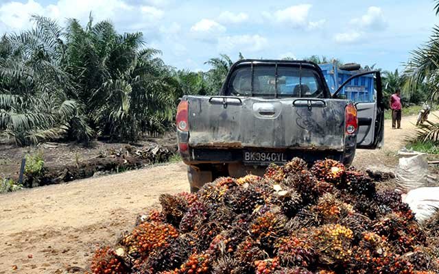 Gets Increasing, FFB in East and West Aceh in June 2022
