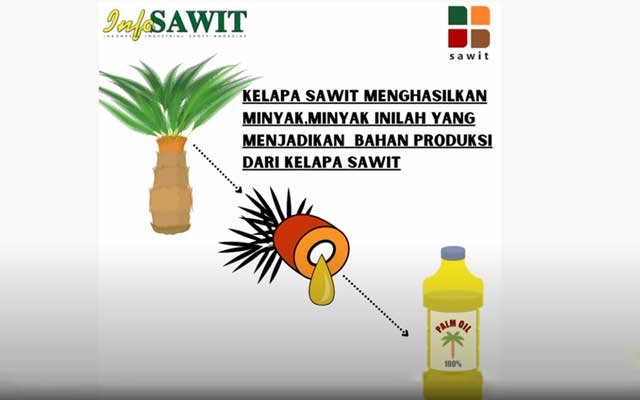 PALM GROWING FOR INDONESIA