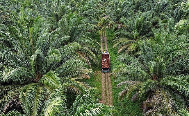 Palm Oil Issue , SPKS: Maximum Limit of Land Tenure