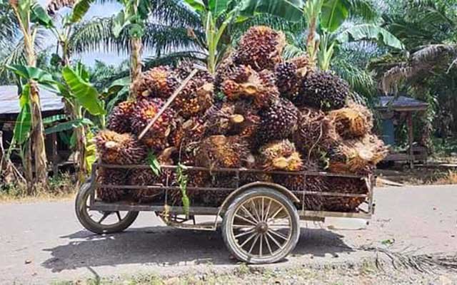 To Improve the Ways in the Plantations