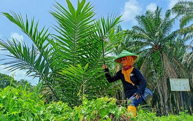 It's Time for the Government to Improve Palm Oil and Fertilizer Management