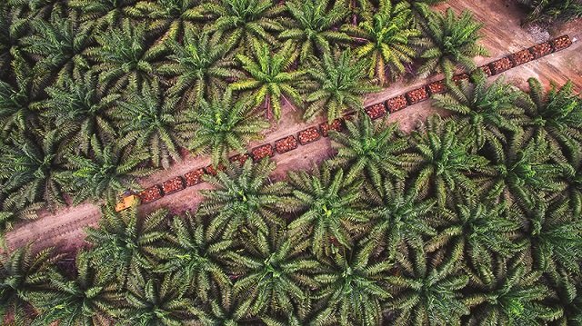 Malaysian CPO Exchange Slightly Increases