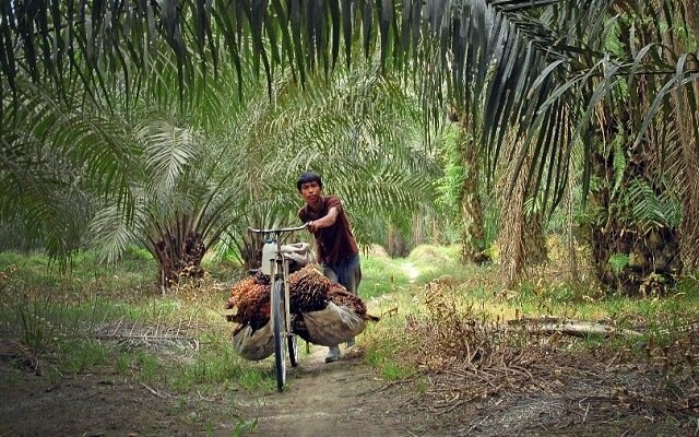 Smallholders Under Pressure for FFB Prices