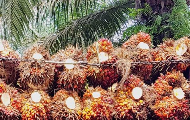 Support PT Hilton Duta Lestari, &Green Invest US$ 12 Million in Oil Palm Plantation