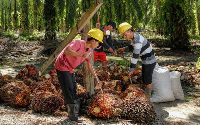 FFB Price Decision for Independent Smallholders Should be Regulated by Minister 