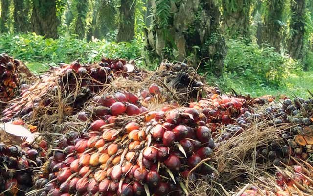 FFB Price in West Kalimantan in the Second Period - August 2022
