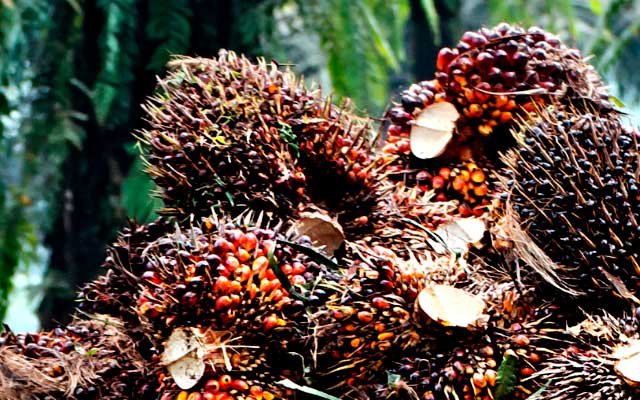 Gets Better Rp 228,66/Kg, FFB in South Sumatera in the First Period – September 2022