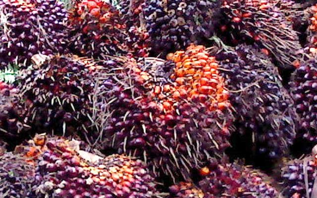 Gets Better Rp 31,07/Kg, FFB Price in North Sumatera on 31 August - 6 September 2022