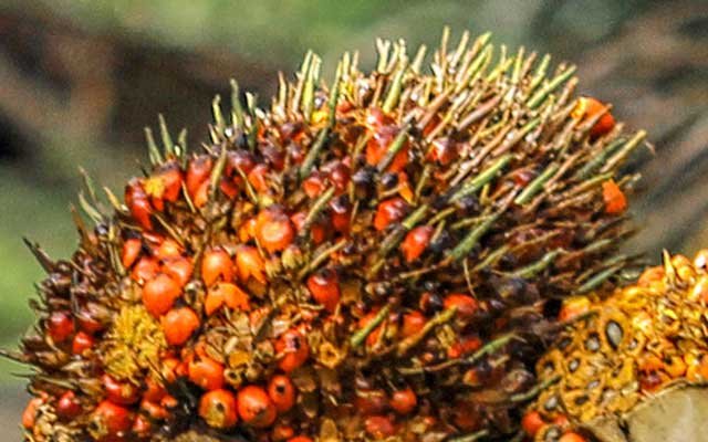 Gets Cheaper, FFB Price in Riau on 7 - 13 September 2022 