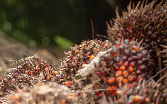 Gets Cheaper Rp 18,74/Kg, FFB in North Sumatera on 14 - 20 September 2022