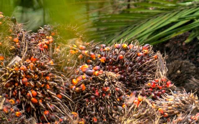 Gets Cheaper Rp 64,25/Kg, FFB Price in Riau on 14 - 20 September 2022