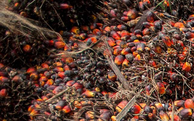 Slightly Gets Better, FFB Price in North Sumatera on 21 - 27 September 2022