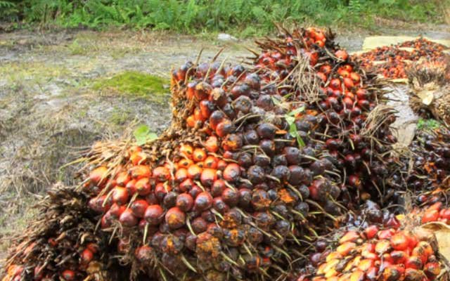 Slightly Gets Better, FFB Price in West and East Aceh by the IV Week in September 2022