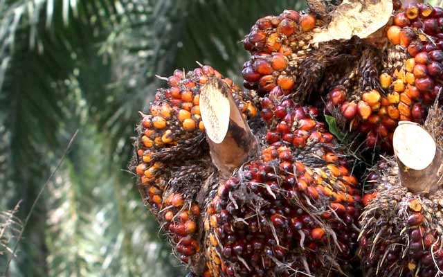 Slightly Gets Cheaper, FFB in North Sumatera on 7 - 13 September 2022