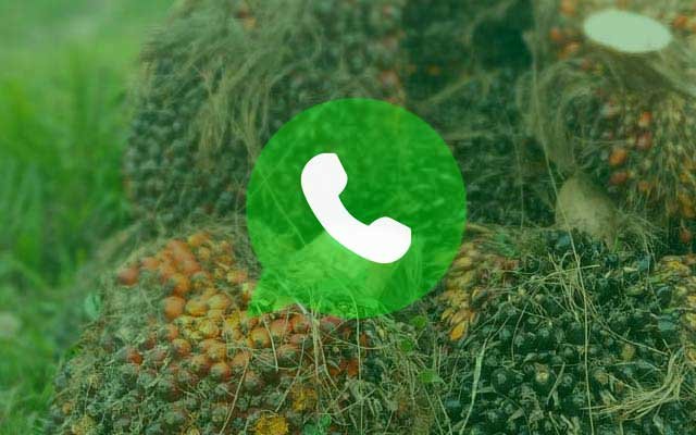WA Number for Palm Oil Complaint by Plantation and Livestock Agency West Kalimantan